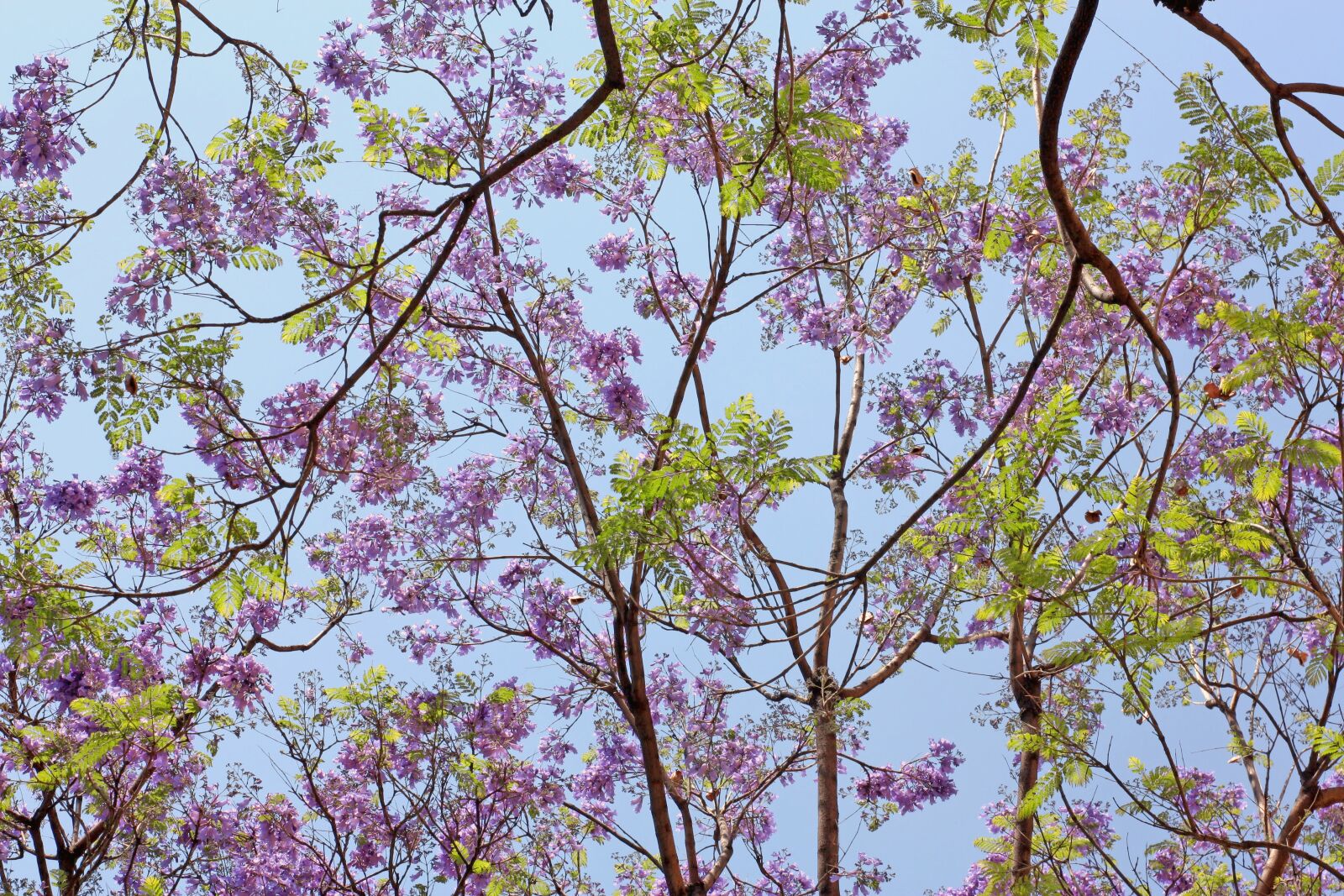 Canon EOS 450D (EOS Rebel XSi / EOS Kiss X2) sample photo. Jacarandas, flowers, blossom photography