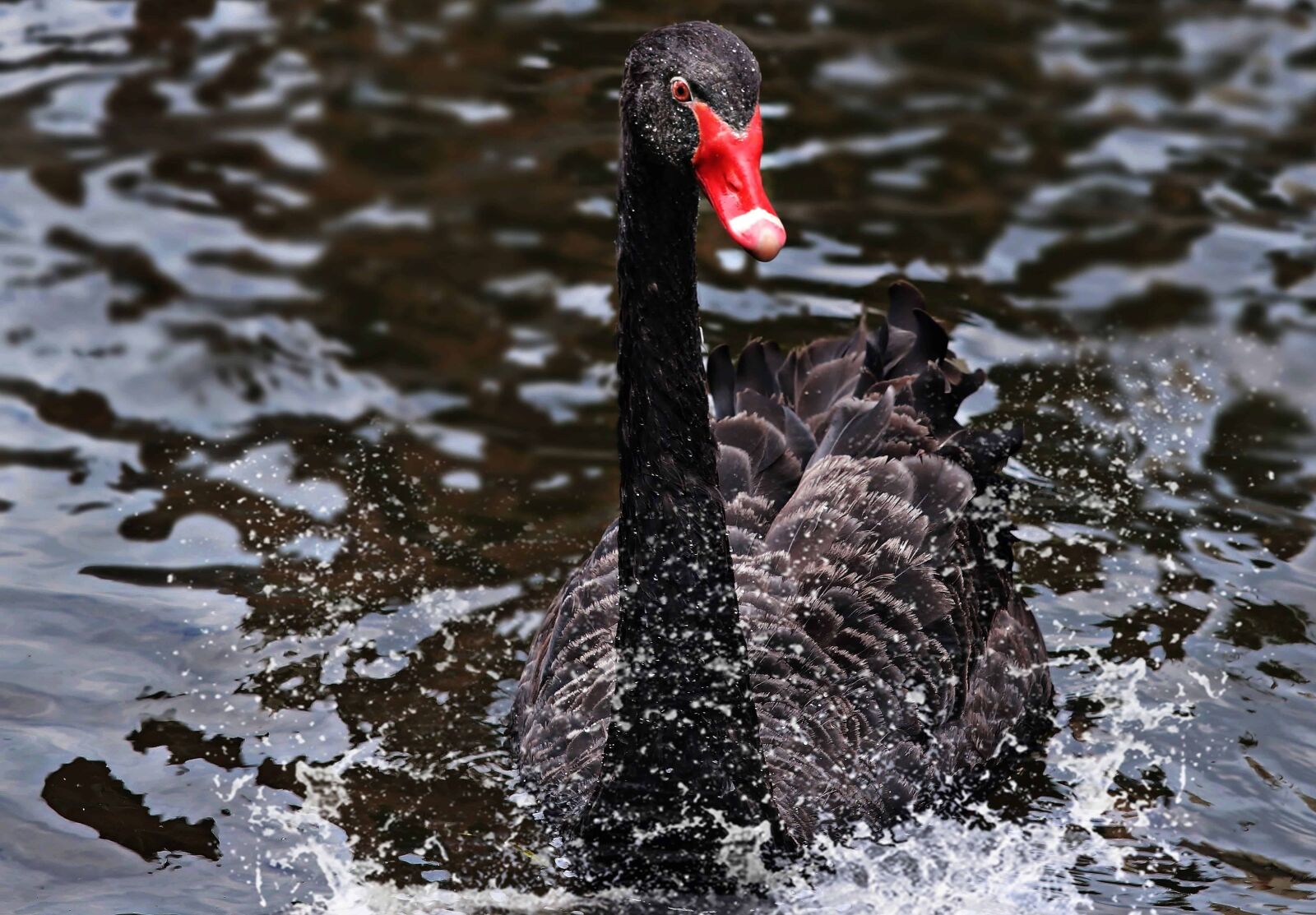 Canon EOS 80D sample photo. Lake, water, nature, bird photography