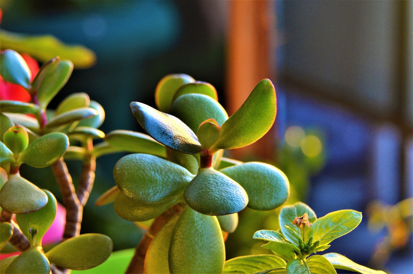 Nikon D7000 sample photo. Flowers, plants, color photography