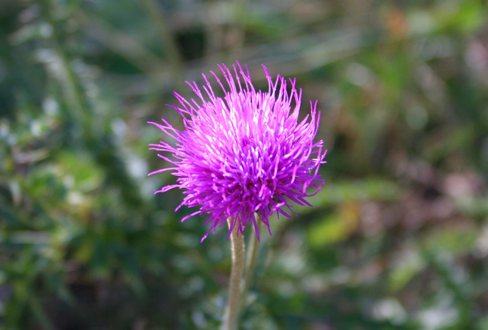 Canon EOS 350D (EOS Digital Rebel XT / EOS Kiss Digital N) sample photo. Silybum marianum, thistle, prickly photography