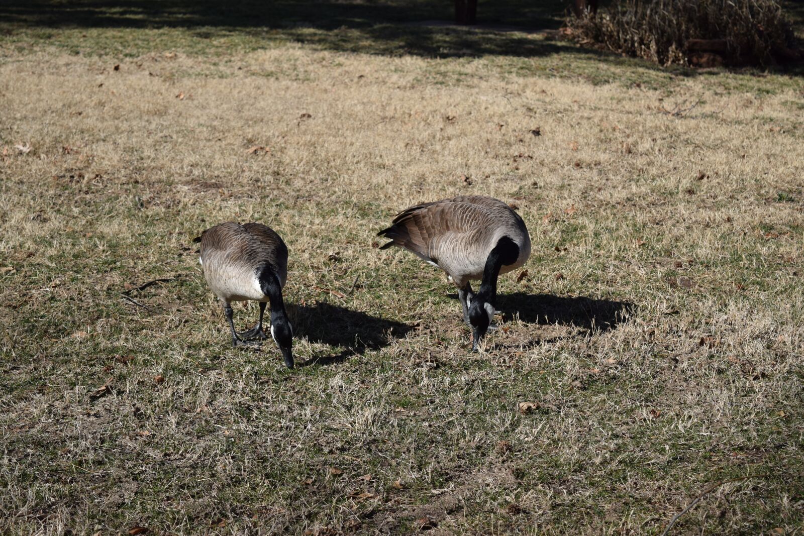 Nikon D3300 sample photo. Nature, animal, grass photography