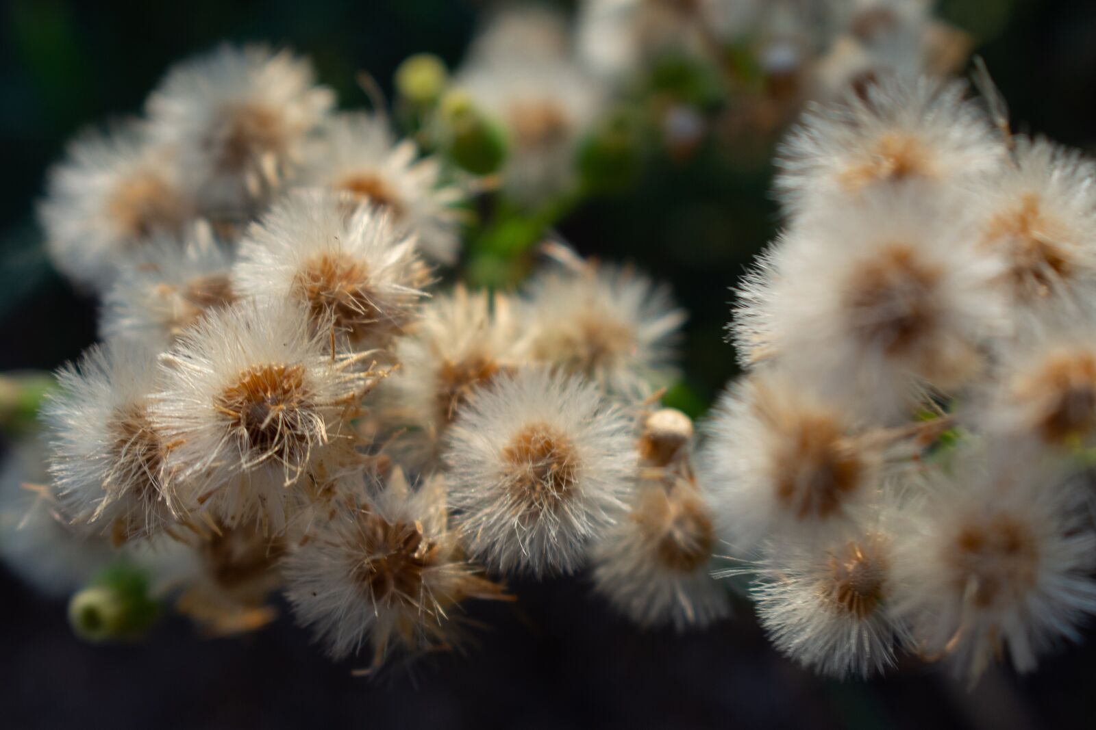 Nikon D7200 sample photo. Dried flowers, flowers, fluffy photography