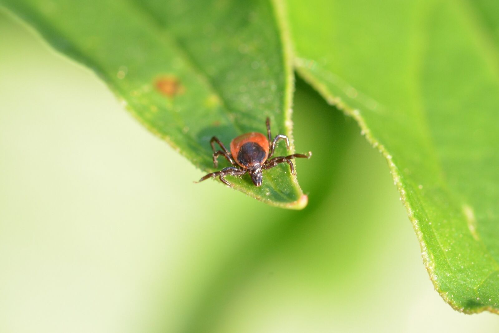 Nikon D5200 sample photo. Tick, red tick, close photography