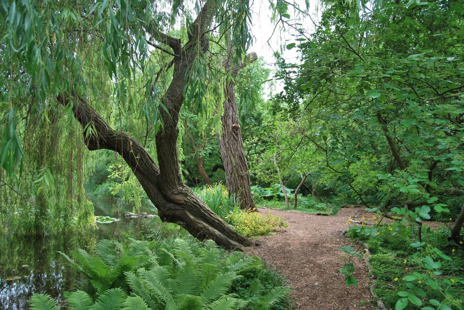 Nikon D60 sample photo. Garden, botanical garden, green photography