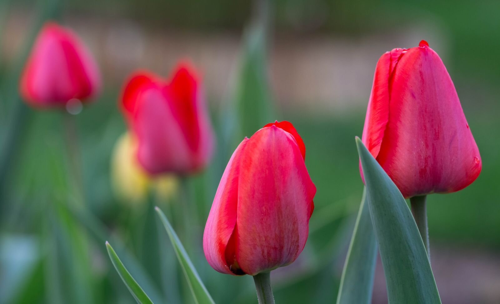 Canon EF 100mm F2.8L Macro IS USM sample photo. Tulips, spring, garden photography