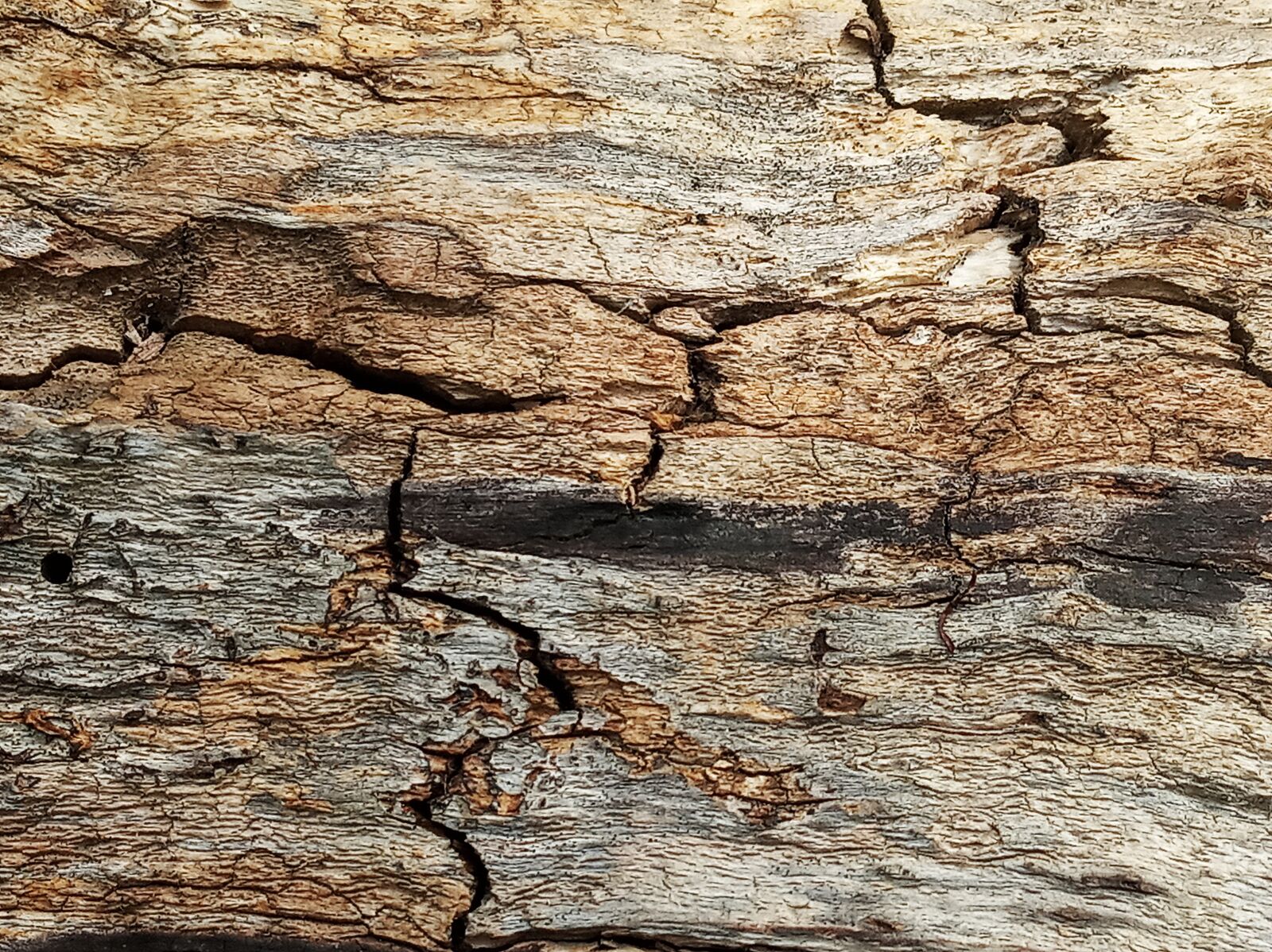 Xiaomi Redmi 6 sample photo. Tree, wood, texture photography