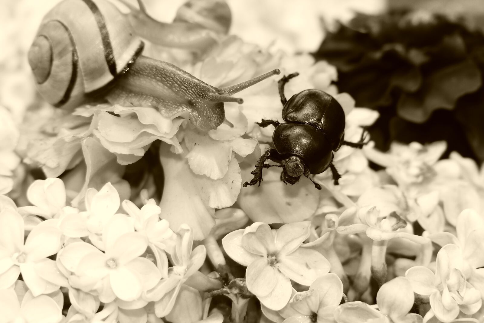 Panasonic Lumix DMC-FZ200 sample photo. Forest beetle, the beetle photography