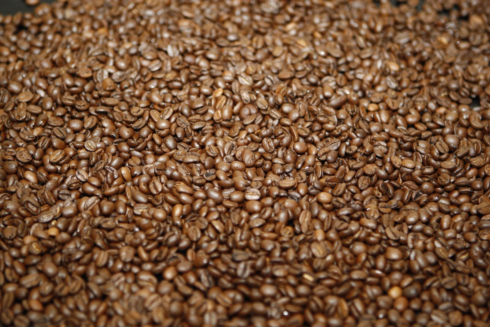 Canon EOS-1D Mark III sample photo. Coffee, coffee beans, beans photography