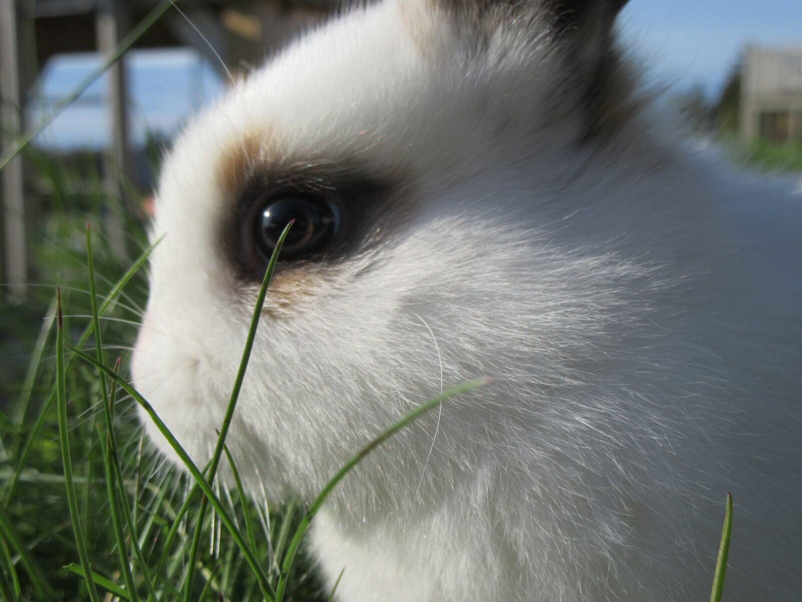Canon PowerShot SX610 HS sample photo. Rabbit, cute, spring photography