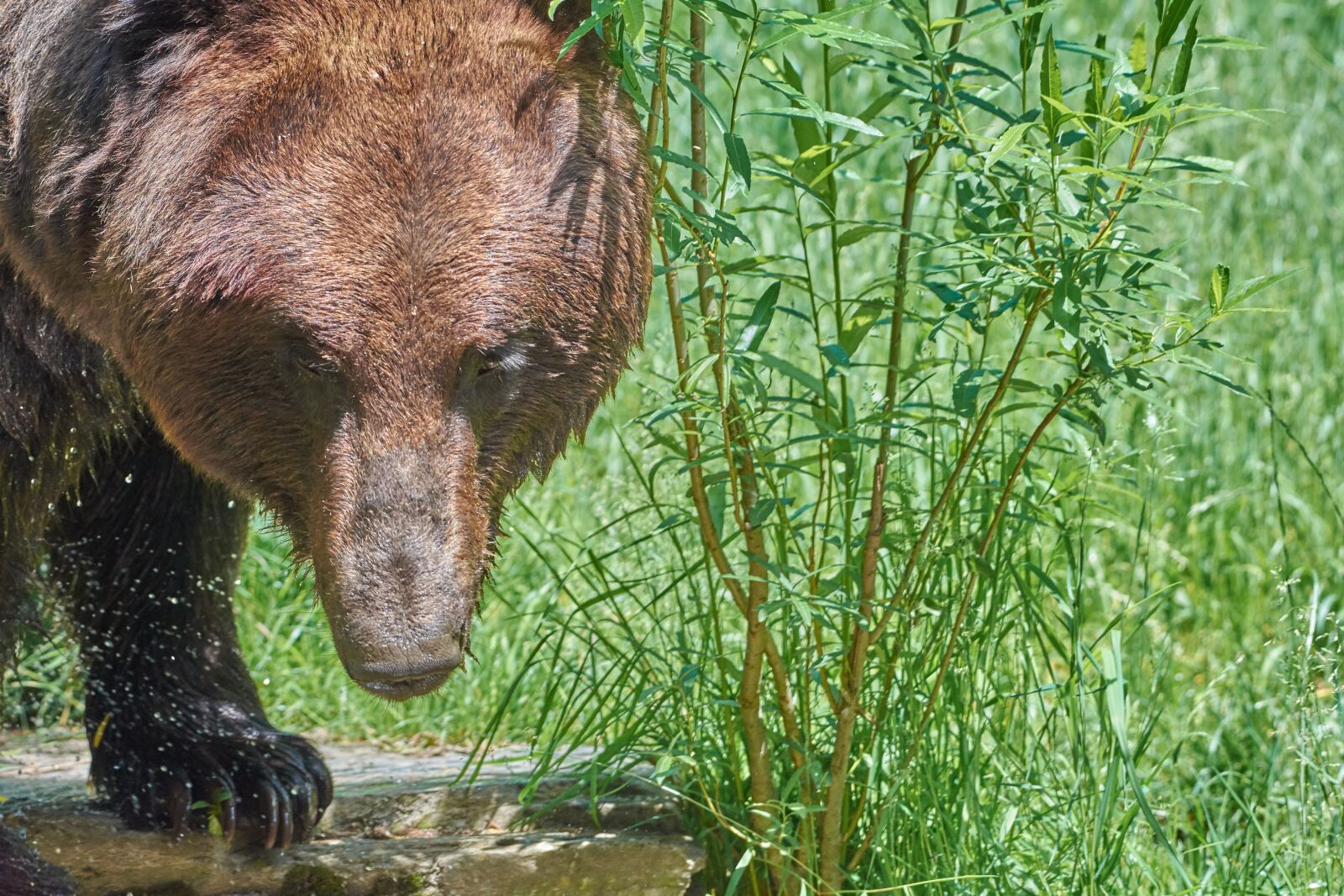 Nikon AF-S Nikkor 200-500mm F5.6E ED VR sample photo. Bear, brown, brown bear photography