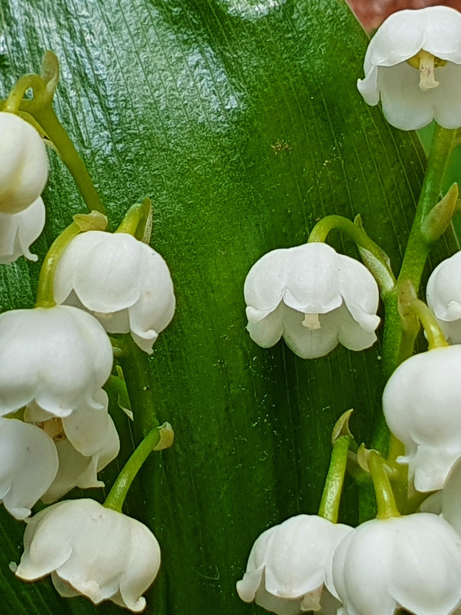 Samsung Galaxy S10+ sample photo. Flowers, lily of the photography