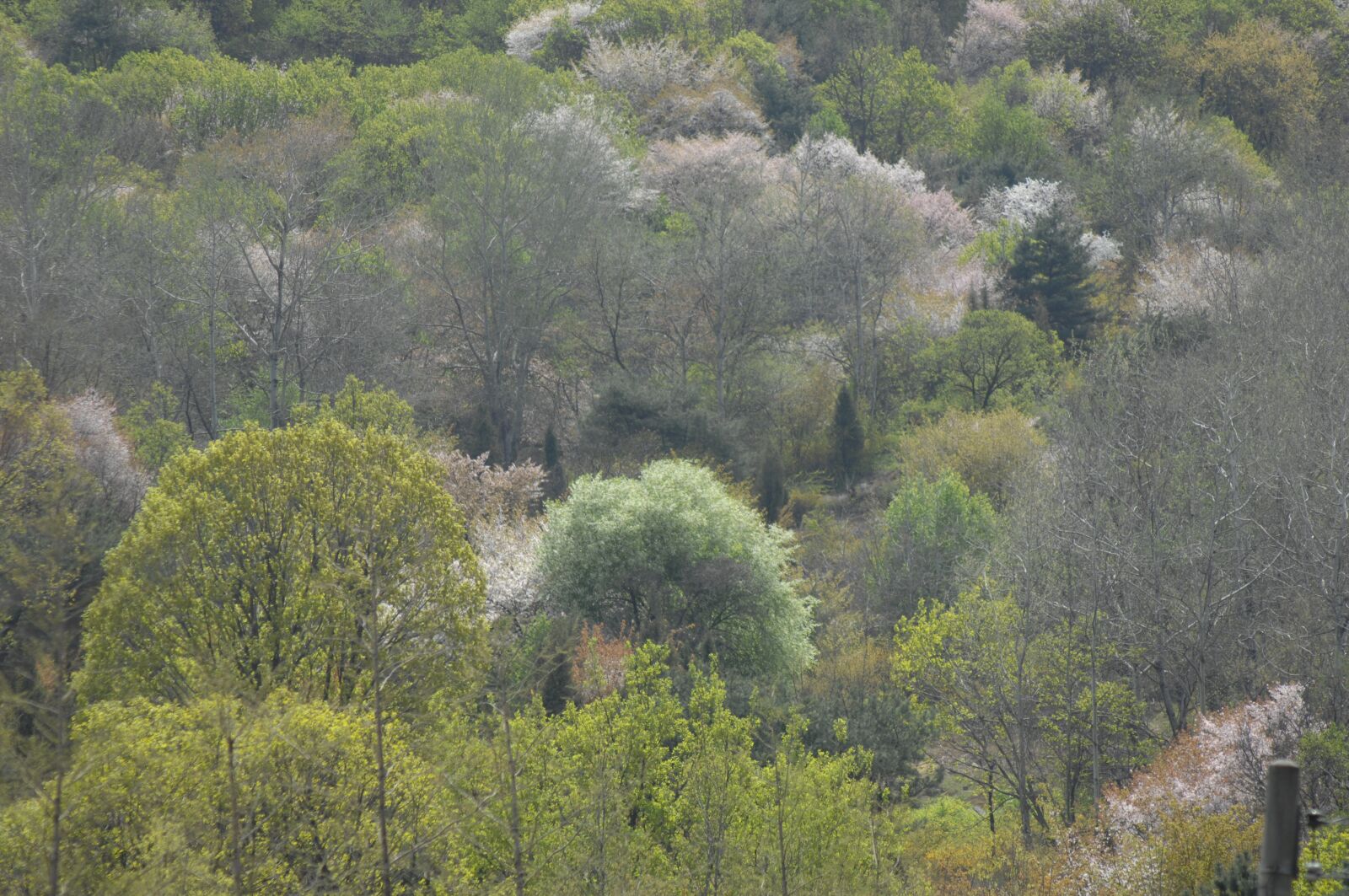 Nikon D2X sample photo. Forest, spring, forrest photography