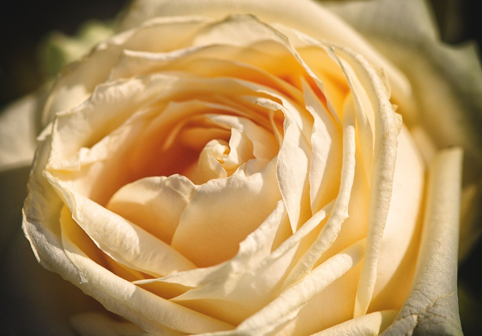 Nikon D7200 sample photo. Rose, flower, noble photography