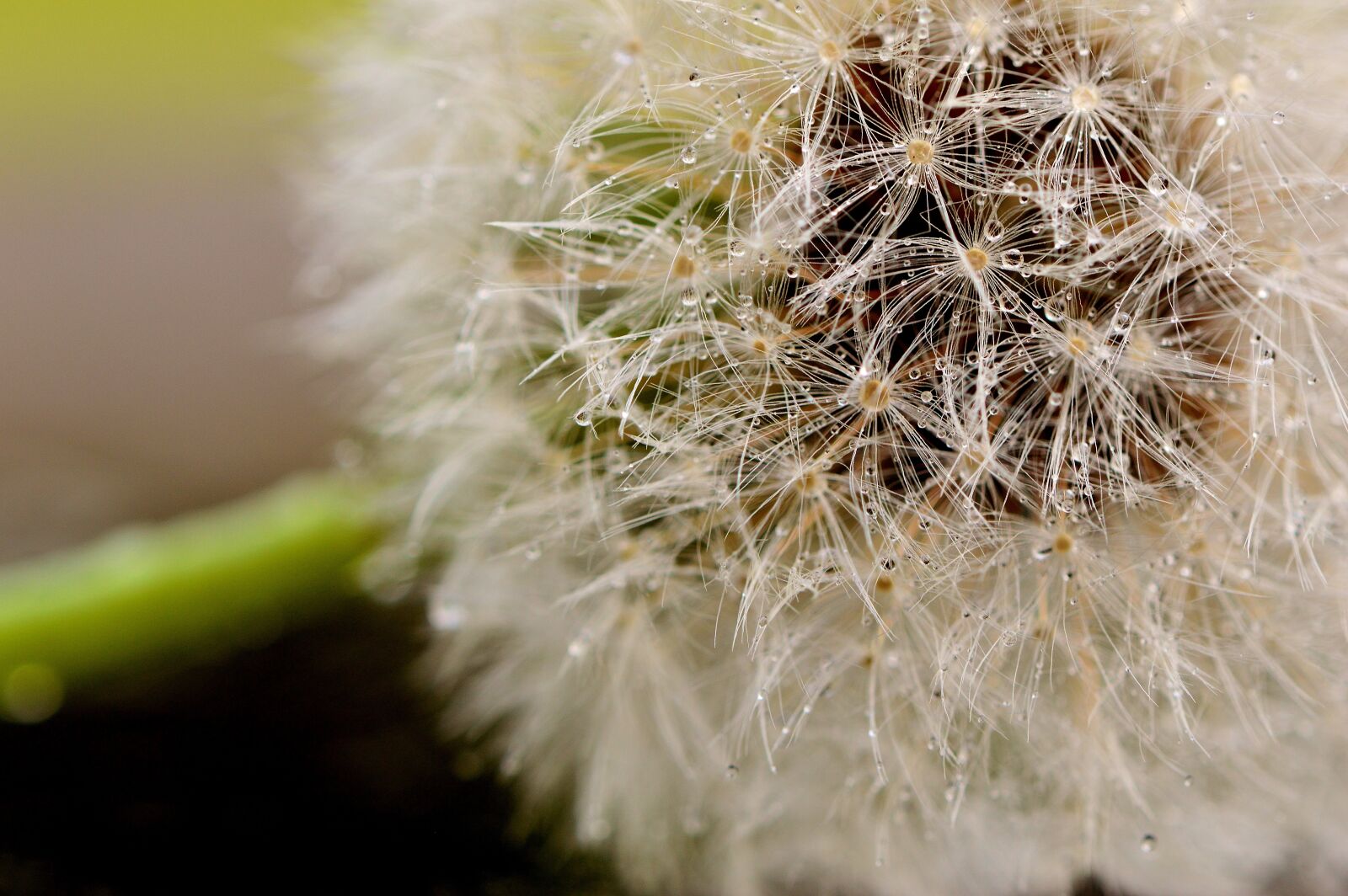 Nikon D3200 sample photo. Dandelion, pointed flower, nature photography