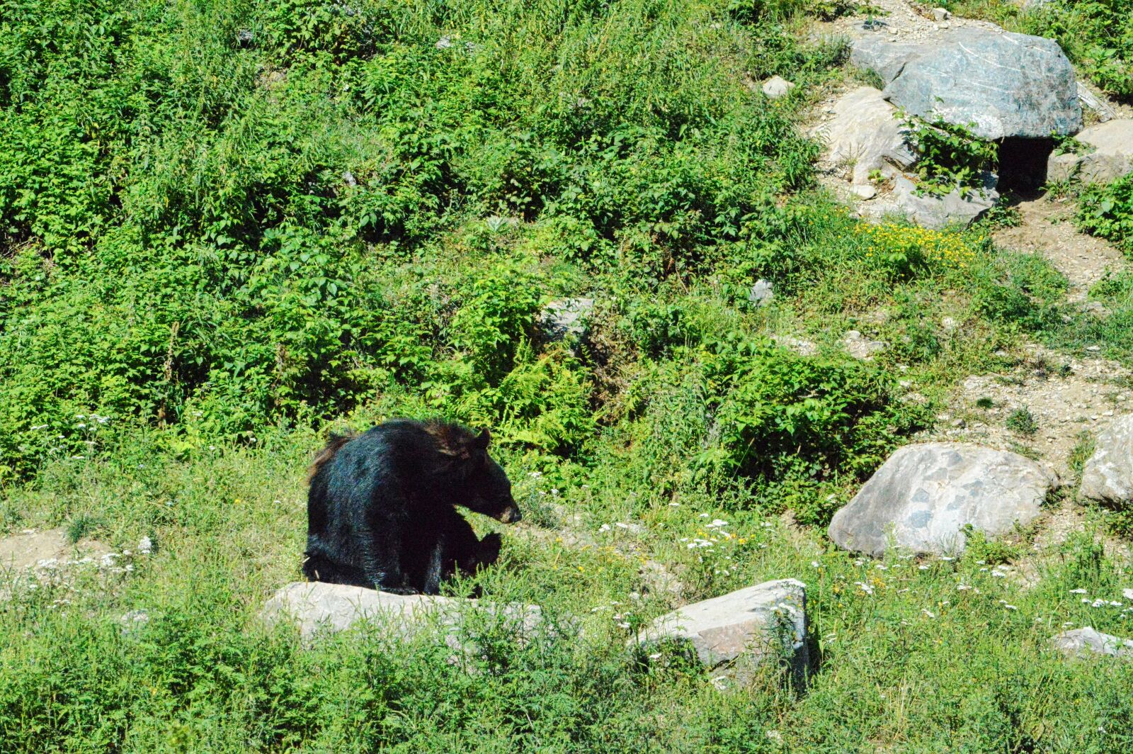Nikon D3200 sample photo. Bear, québec, canada photography