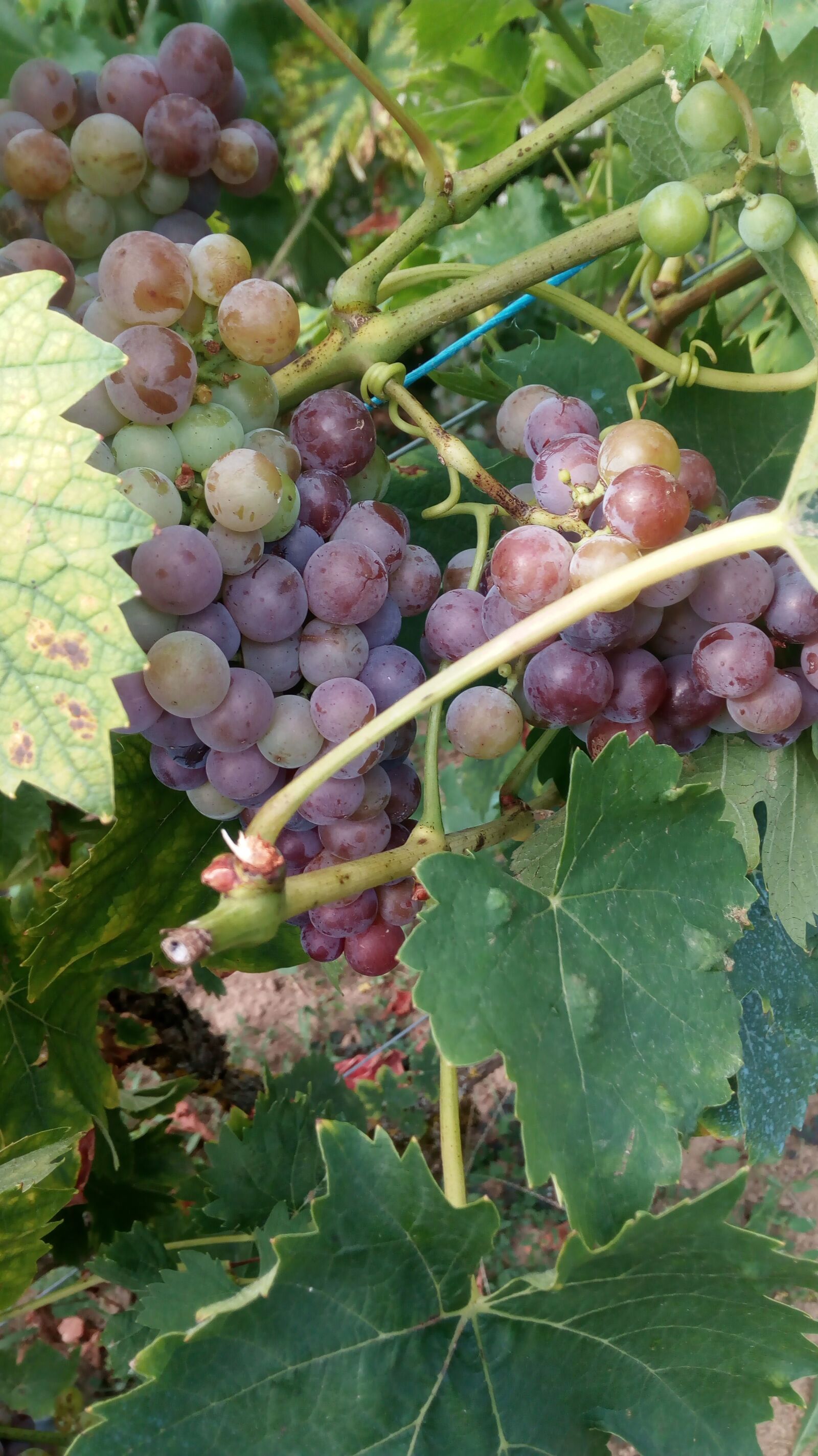 HUAWEI MYA-L11 sample photo. Grape, vine, mature photography