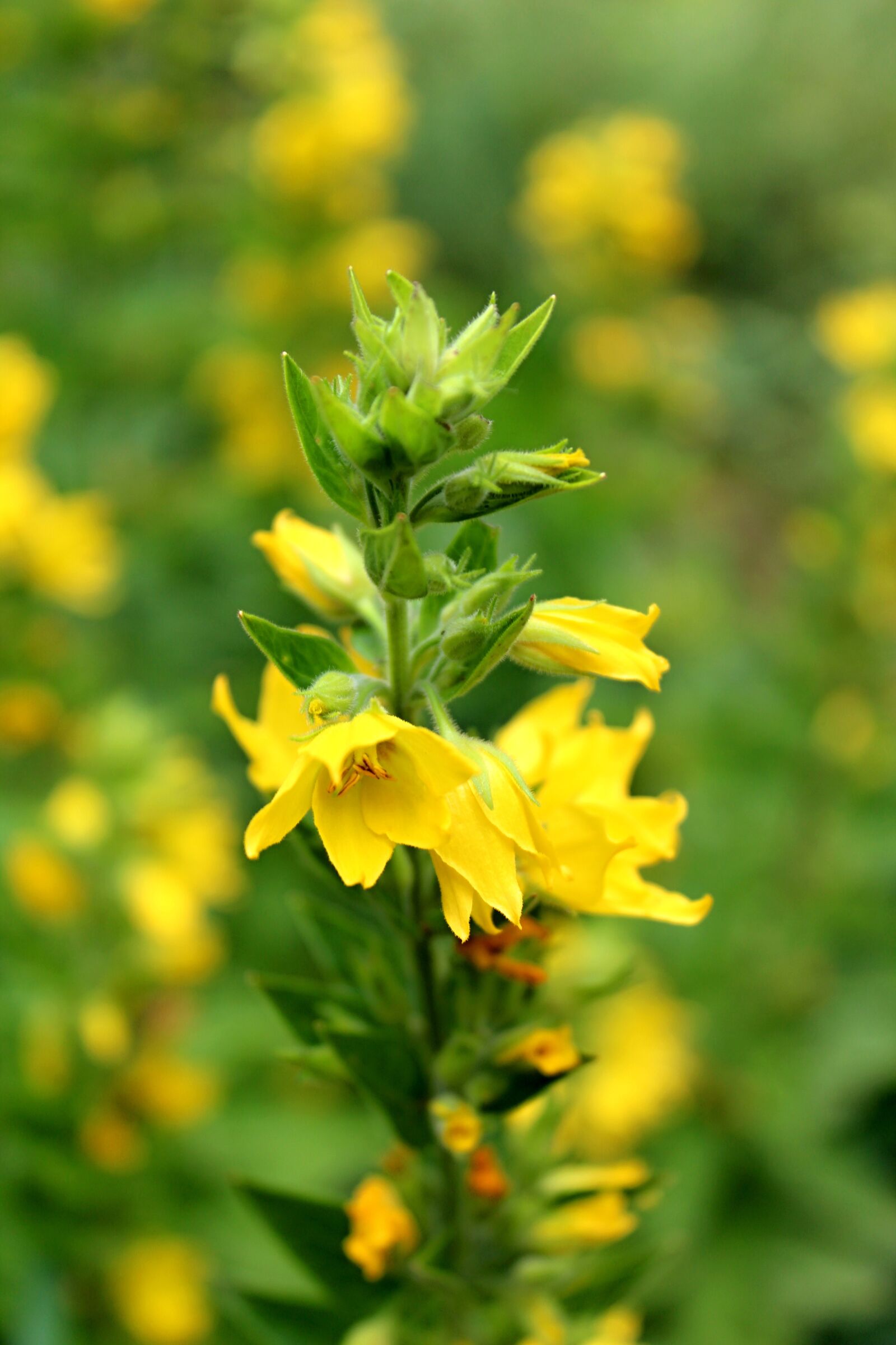 Canon EOS 1300D (EOS Rebel T6 / EOS Kiss X80) sample photo. Yellow flowers, slovakia, nature photography