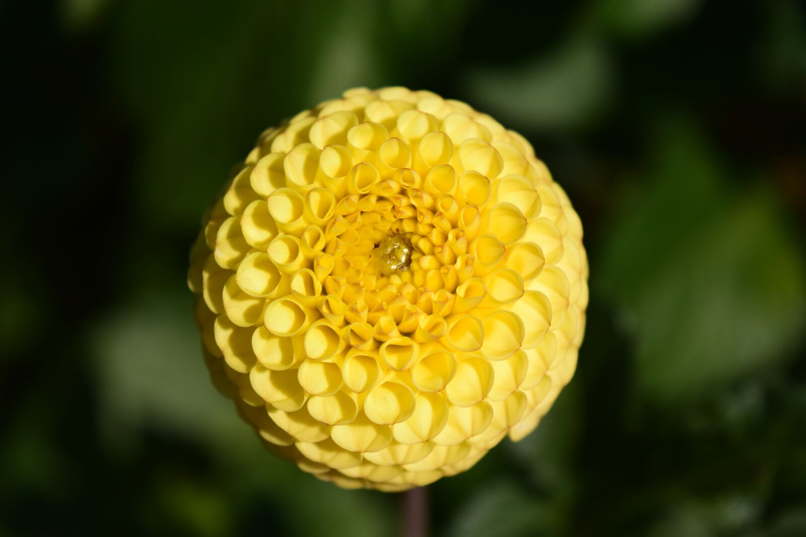 Nikon D3300 sample photo. Dahlia, blossom, bloom photography