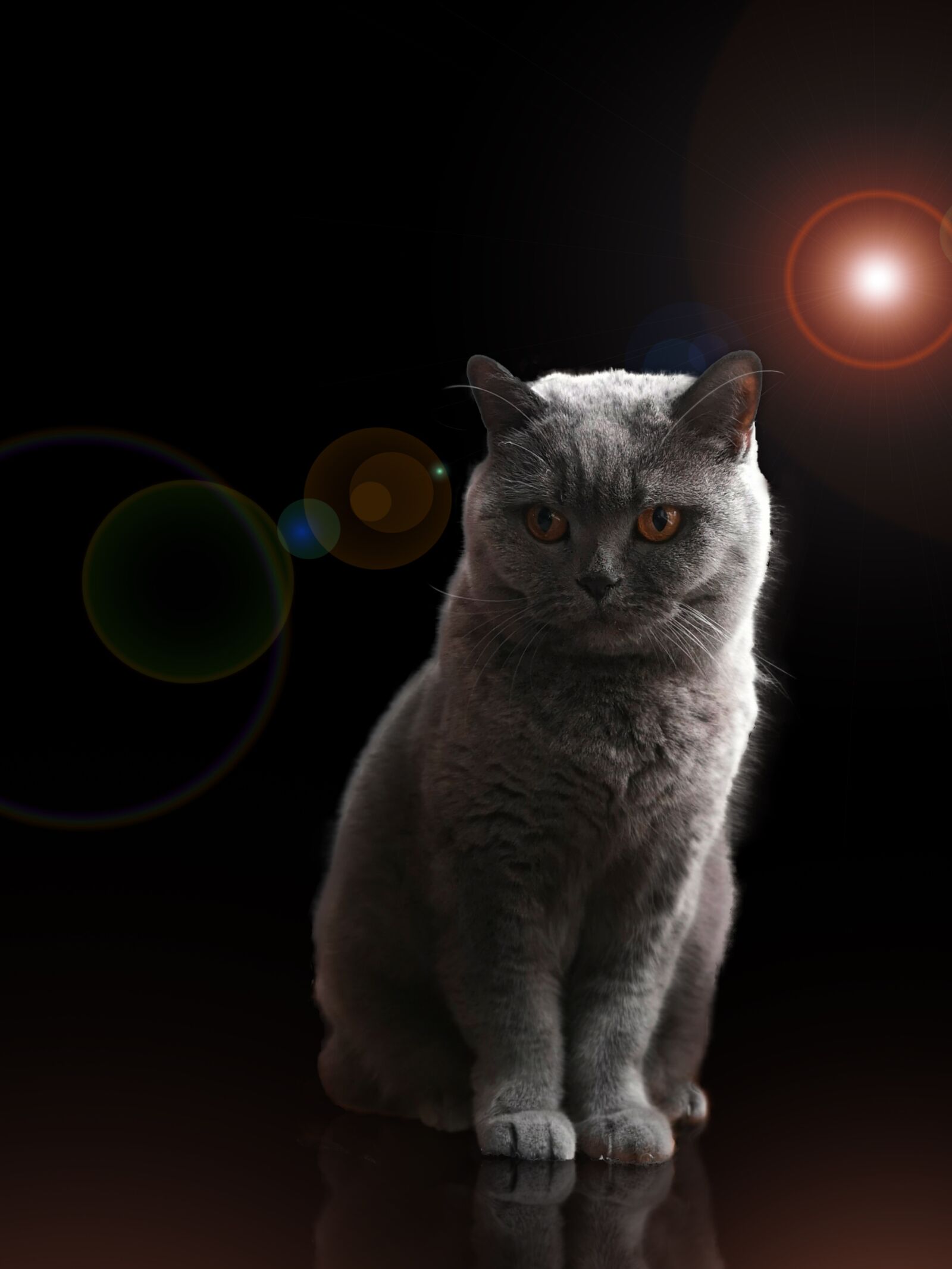 HUAWEI CLT-L29 sample photo. Cat, thoroughbred, cute photography
