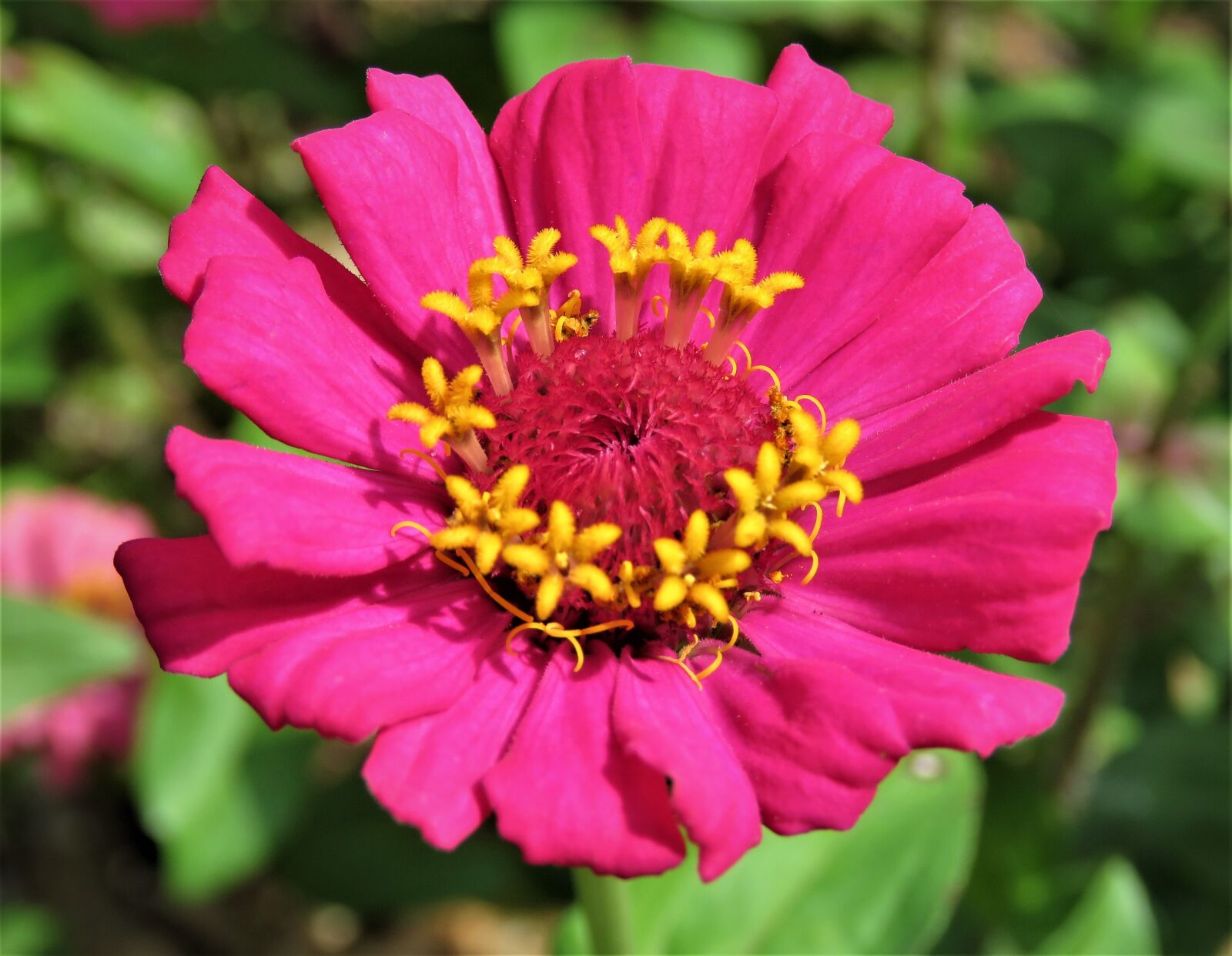 Canon PowerShot SX60 HS sample photo. Zinnia, flower, color photography
