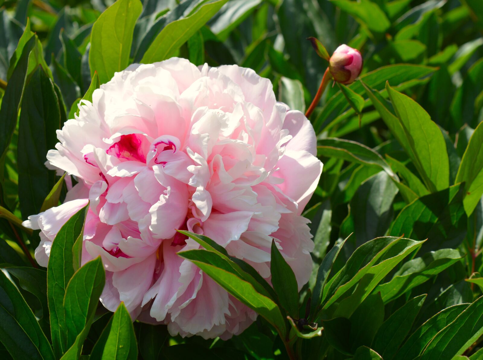 Nikon D3200 sample photo. Peony, flower, blossom photography