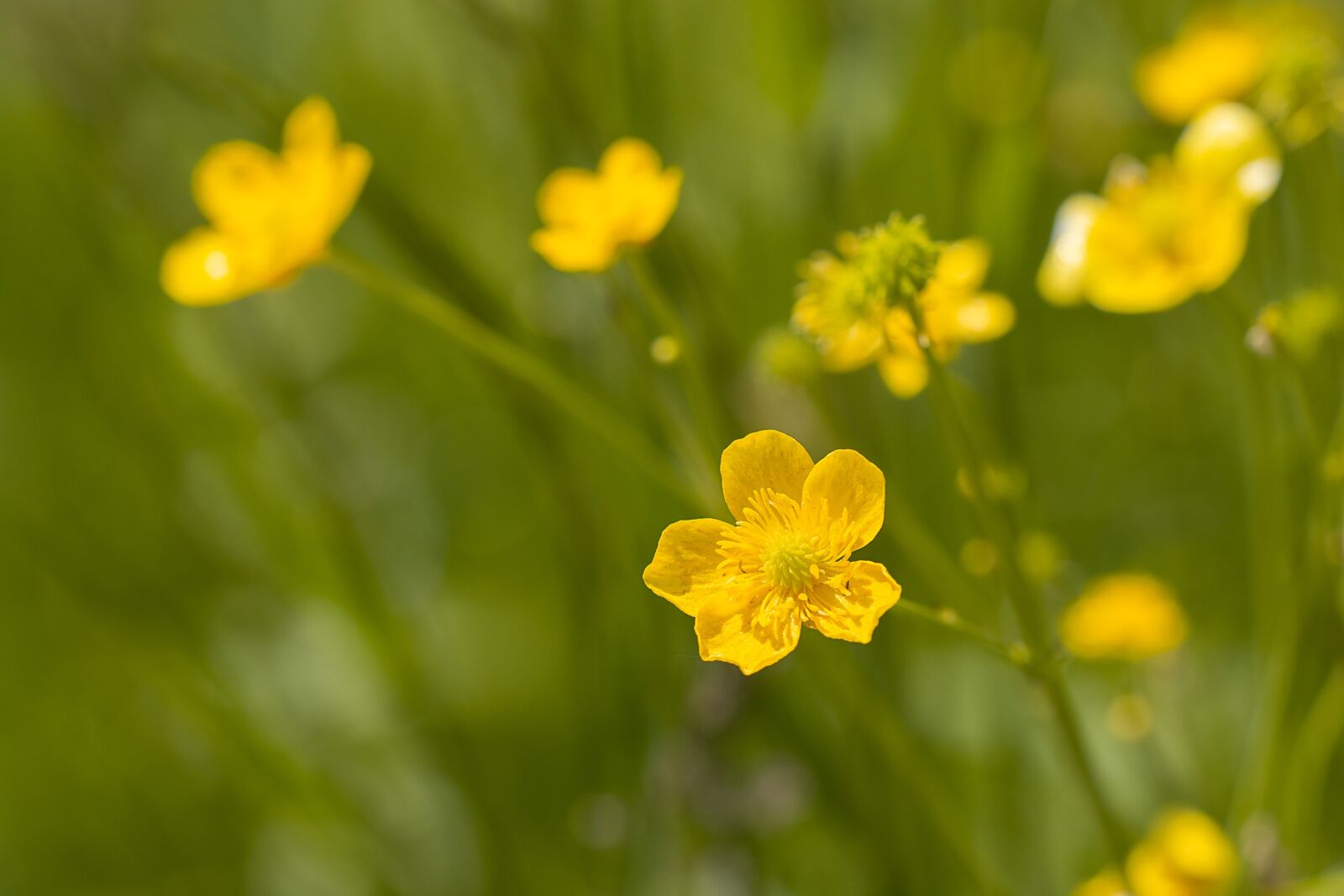 Nikon D7100 sample photo. Buttercup, toxic, yellow photography