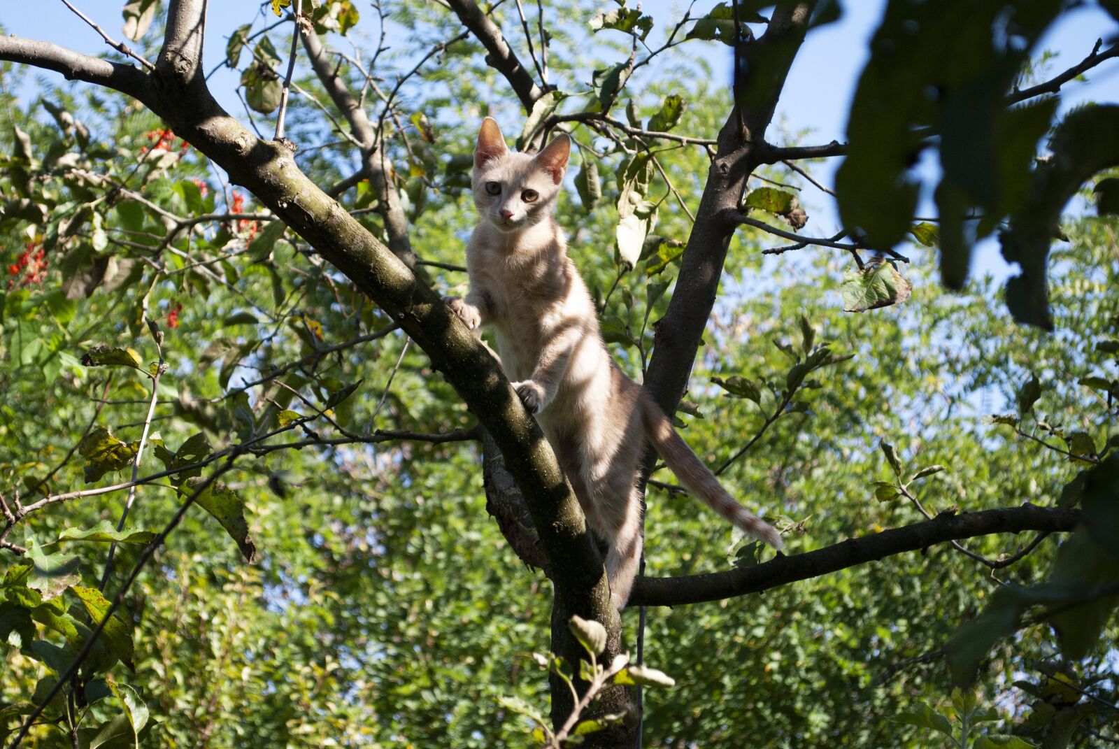 Nikon D3000 sample photo. Cat, young, kitten photography