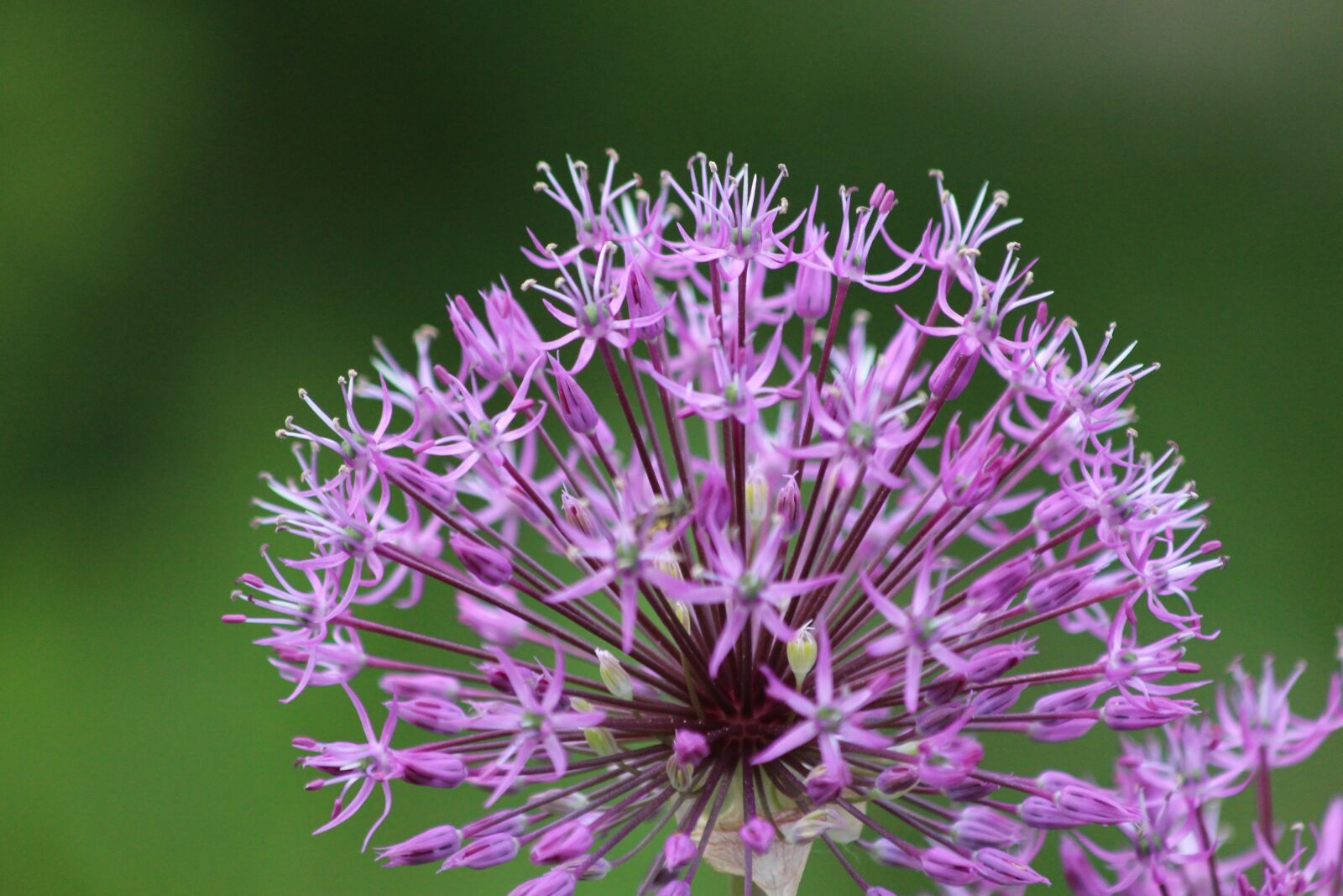 Canon EOS 650D (EOS Rebel T4i / EOS Kiss X6i) sample photo. Onion, purple flower, flower photography