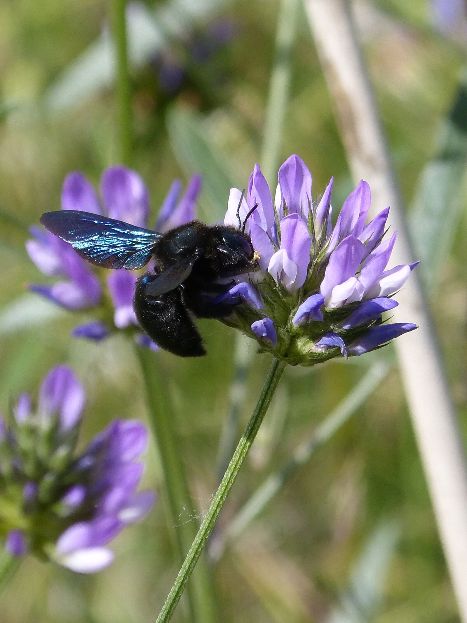 Panasonic DMC-FZ62 sample photo. Bumblebee carpenter, xilocopa violet photography