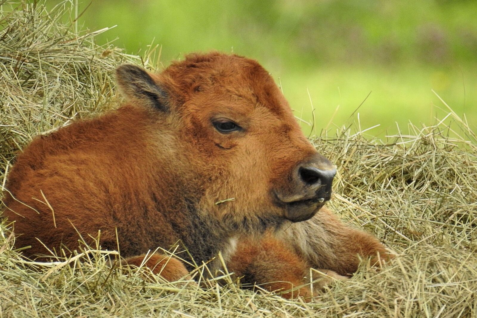 Nikon Coolpix P900 sample photo. Grass, animal, nature photography