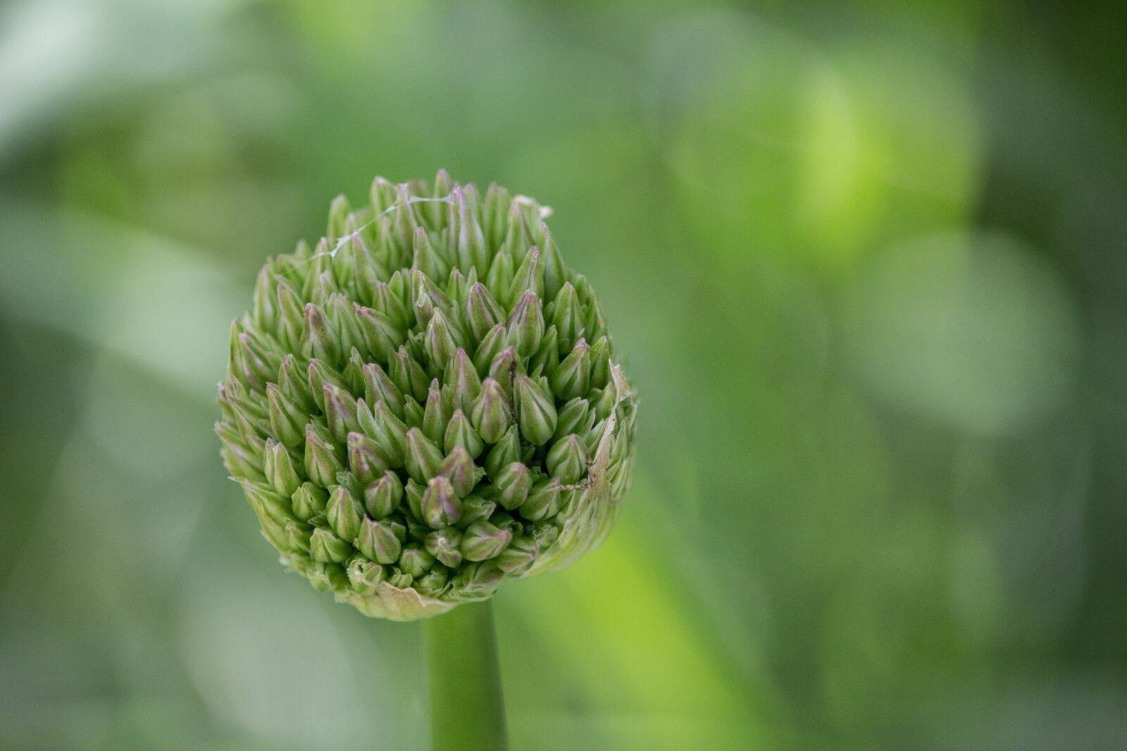 Canon EF-S 55-250mm F4-5.6 IS STM sample photo. Bud, early, blossom photography