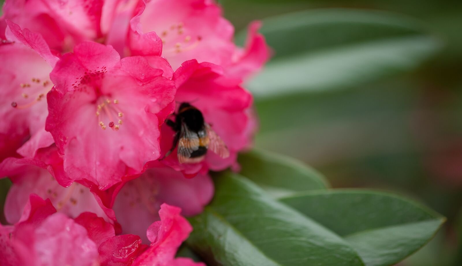 Nikon D3X sample photo. Bumblebee, nature, bee photography