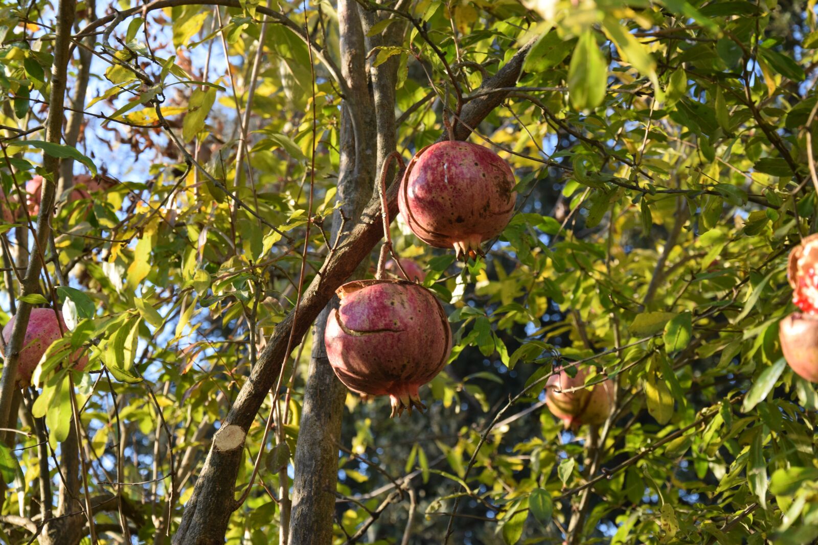 Nikon D5300 sample photo. Pomegranate, autumn, fruit photography