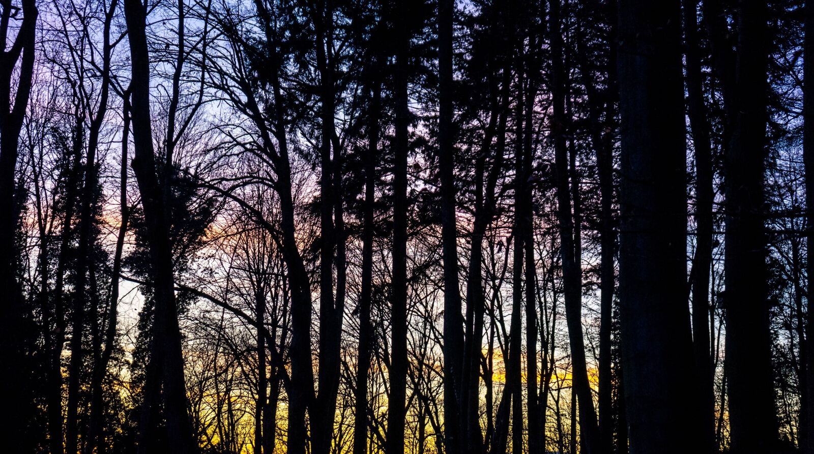 Sony a7 II + Sony FE 28-70mm F3.5-5.6 OSS sample photo. Forest, cold, twilight photography