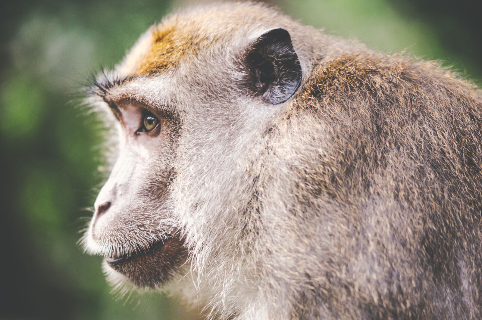 Nikon AF-S Micro-Nikkor 105mm F2.8G IF-ED VR sample photo. Animal, wilderness, zoo, monkey photography