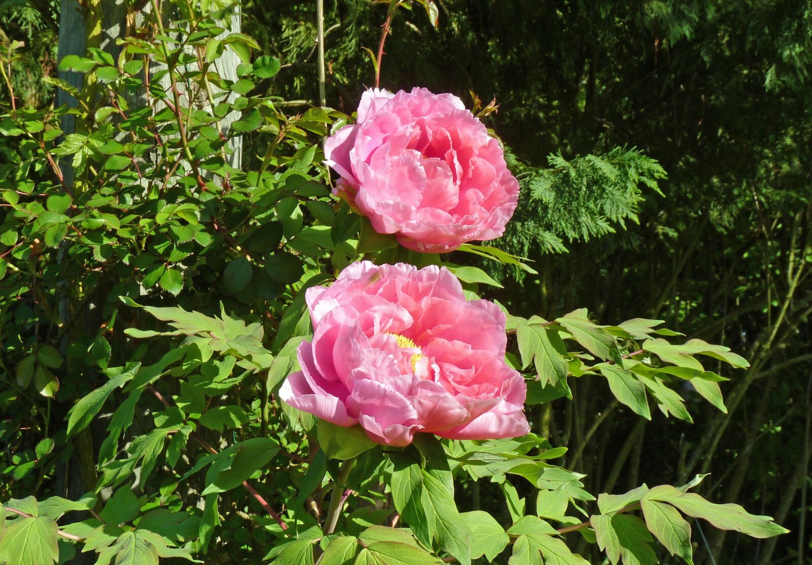 Panasonic Lumix DMC-FZ35 (Lumix DMC-FZ38) sample photo. Flower, peony, garden photography