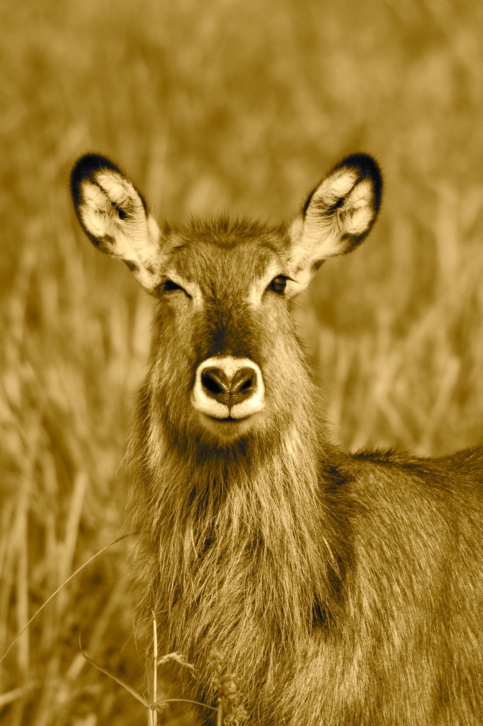 Nikon D50 sample photo. Antelope, kenya, safari photography