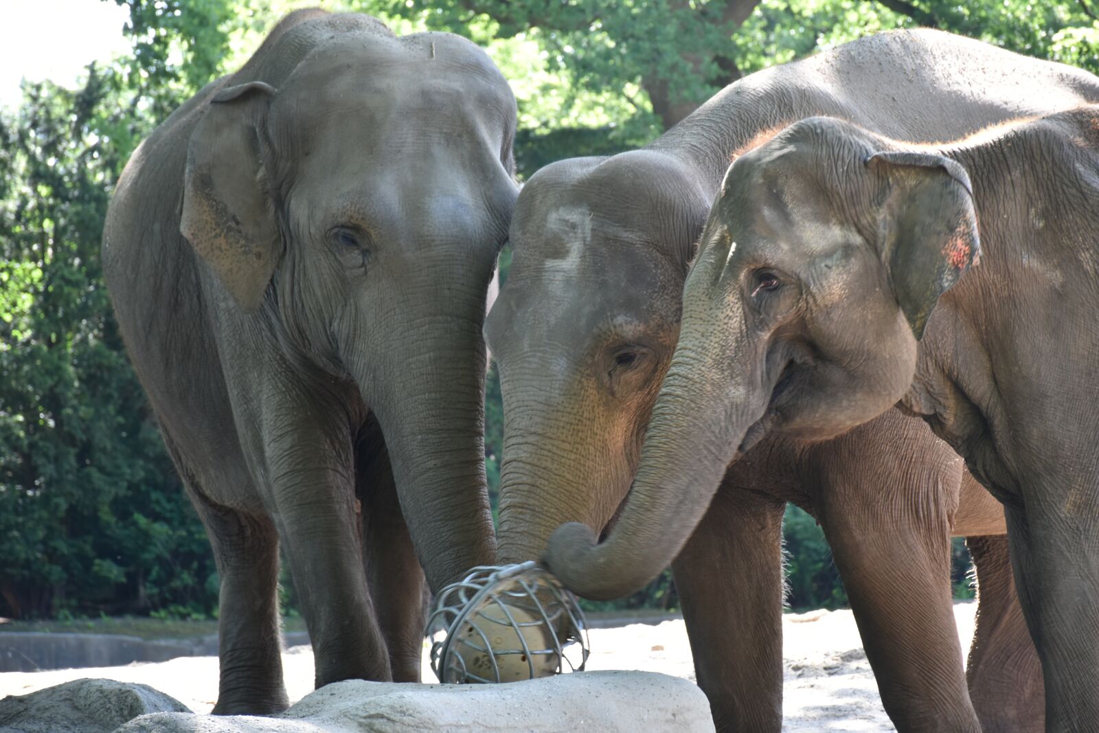 Nikon D5500 sample photo. Hagenbeck, hamburg, elephant photography