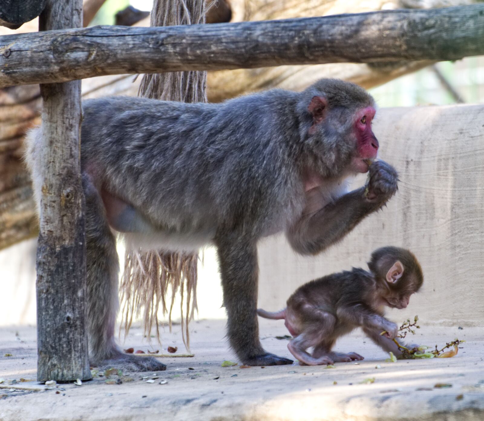 Canon EOS 1300D (EOS Rebel T6 / EOS Kiss X80) sample photo. Monkey, primate, young animal photography