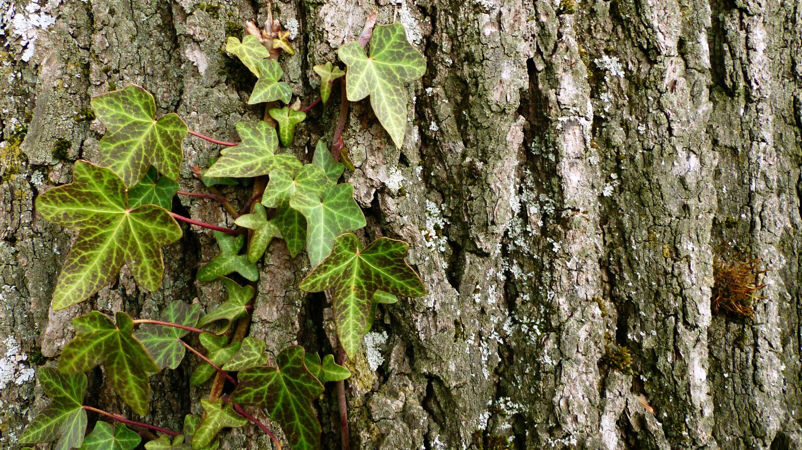 Panasonic Lumix DMC-FZ200 sample photo. Nature, tree, leaf photography
