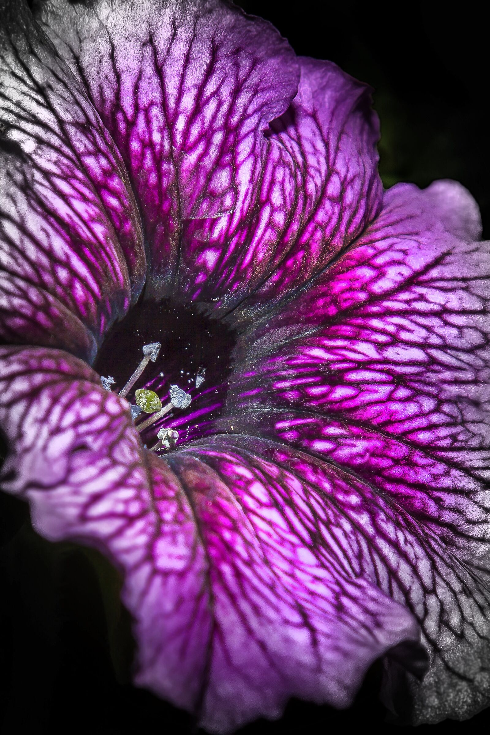 Canon EOS 50D + Canon EF 24-105mm F4L IS USM sample photo. Petunia, color key, purple photography