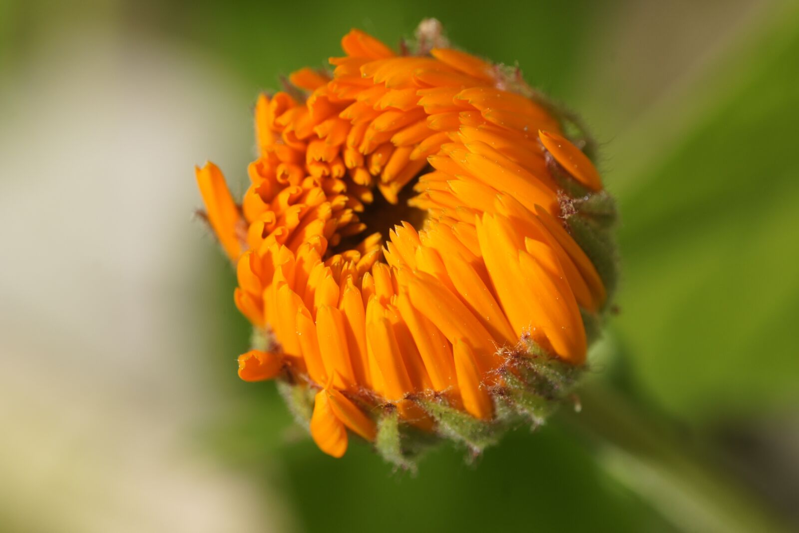 Sony Alpha DSLR-A500 sample photo. Marigold, orange, blossom photography