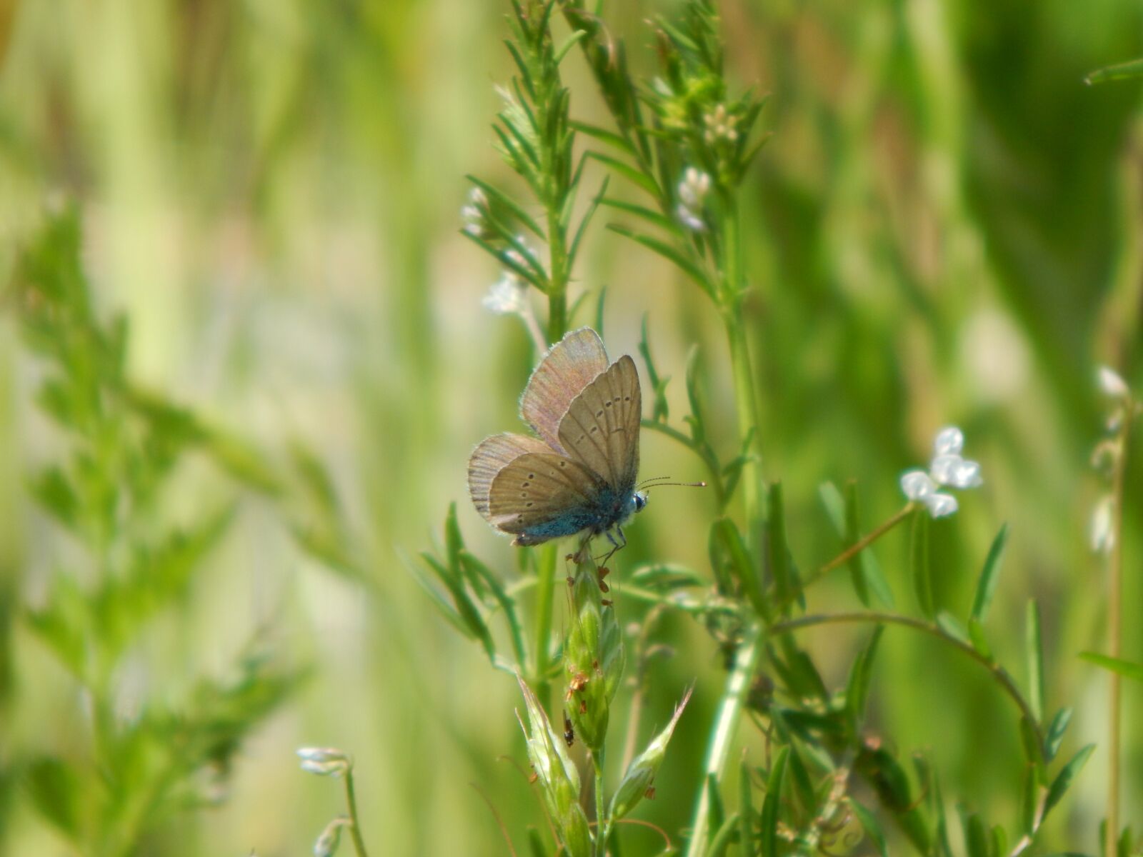 Nikon Coolpix L830 sample photo. Common blue, nature, meadow photography