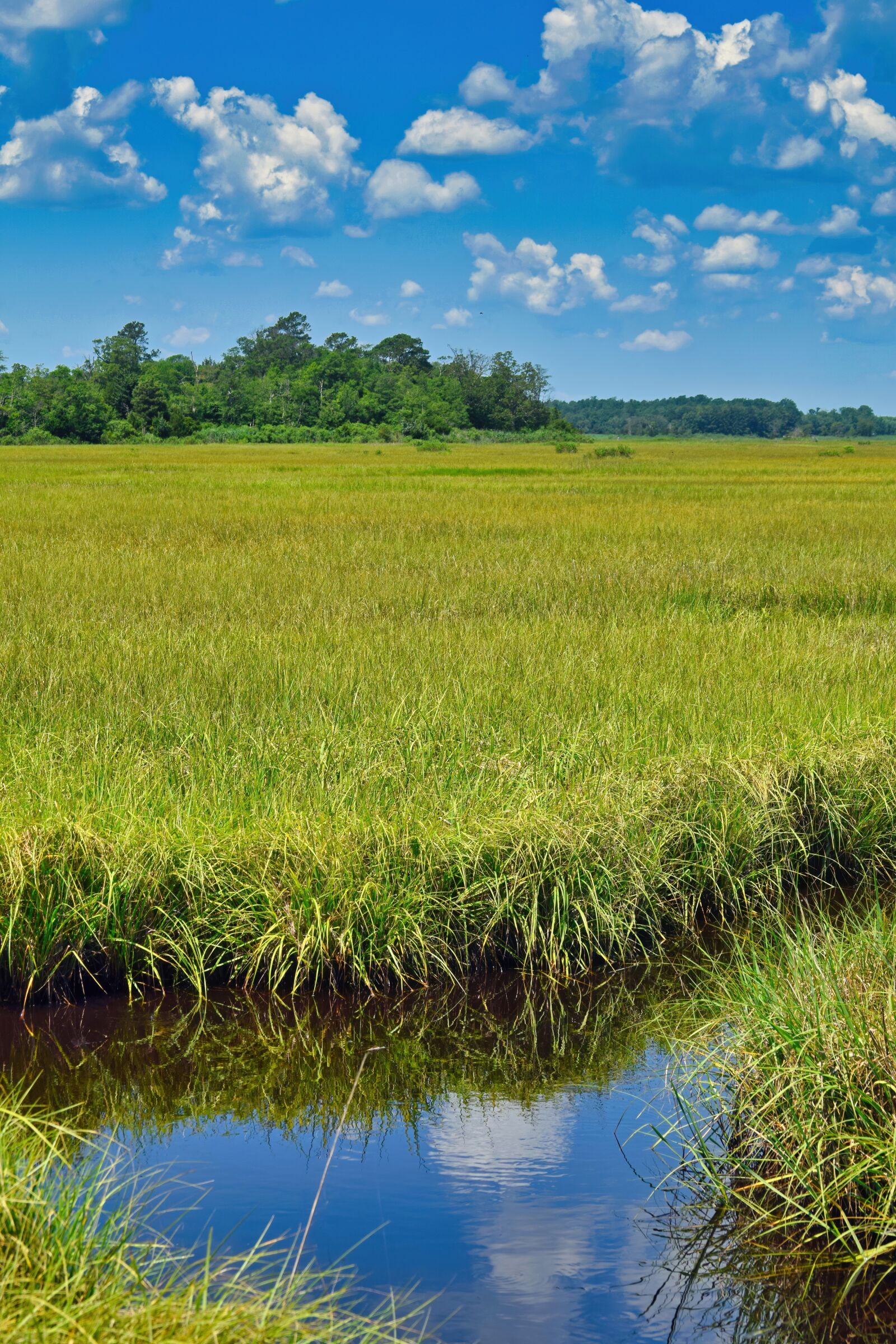 Nikon D3300 sample photo. Marsh, saltwater, grass photography