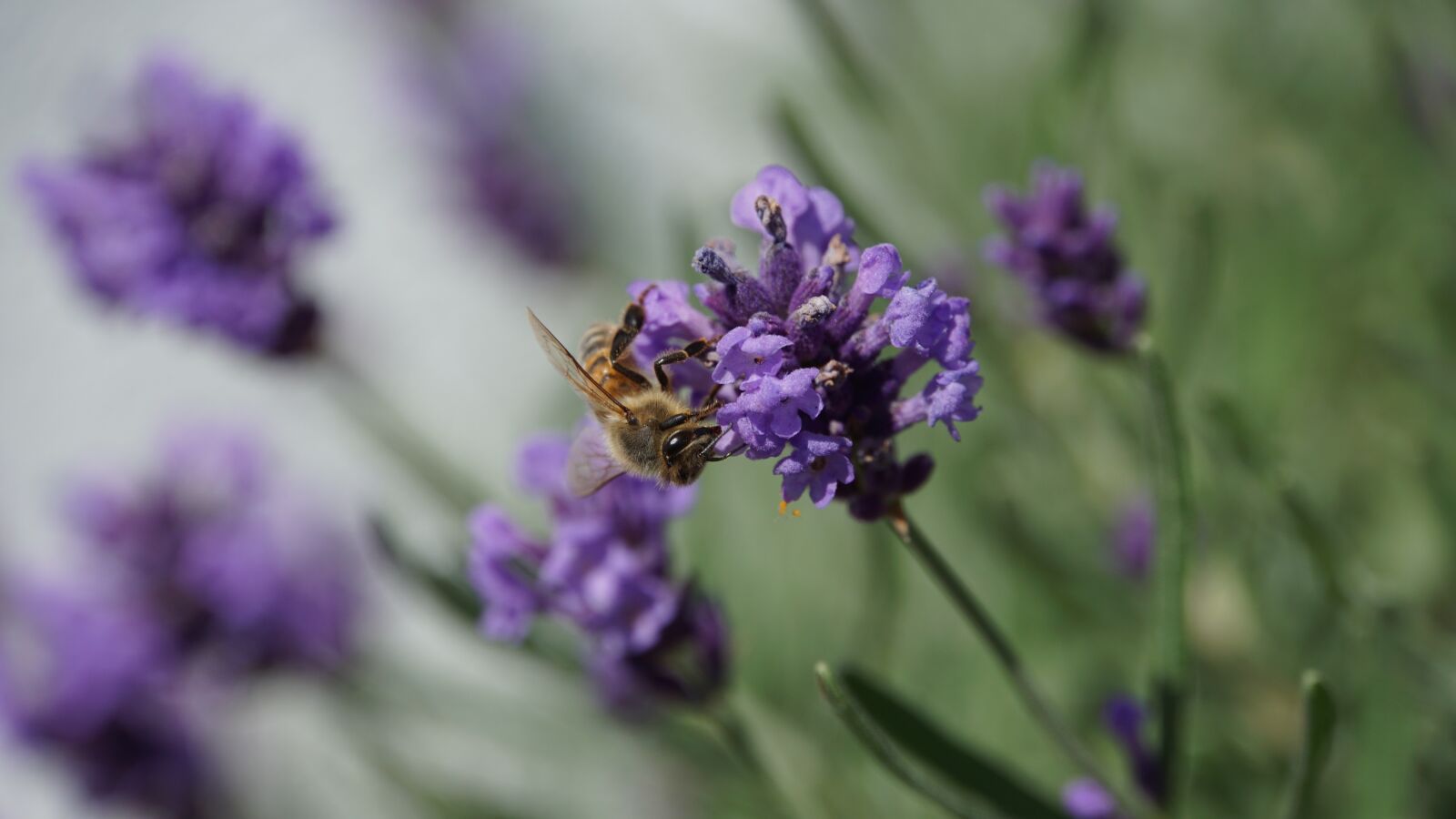 Sony E 18-200mm F3.5-6.3 OSS LE sample photo. Honey bee, insect, macro photography