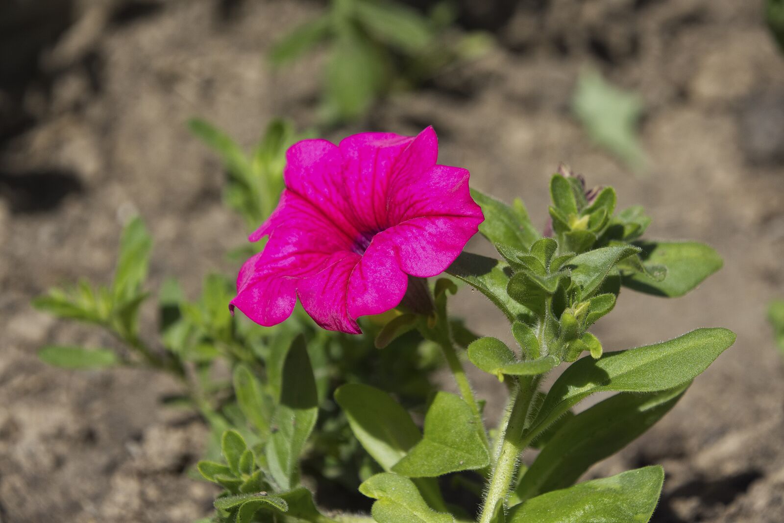 Nikon D7200 sample photo. Flower, garden, nature photography