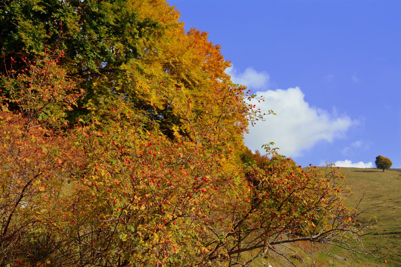 Nikon D7100 sample photo. Trees, autumn, mountain photography
