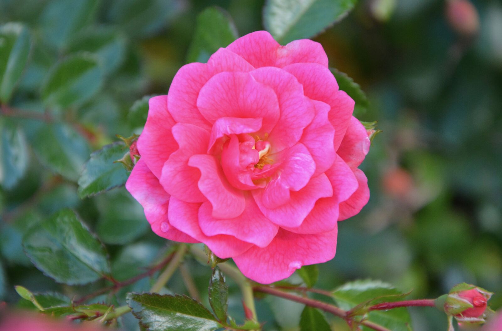 Nikon D5200 sample photo. Pink, rose pink, flower photography