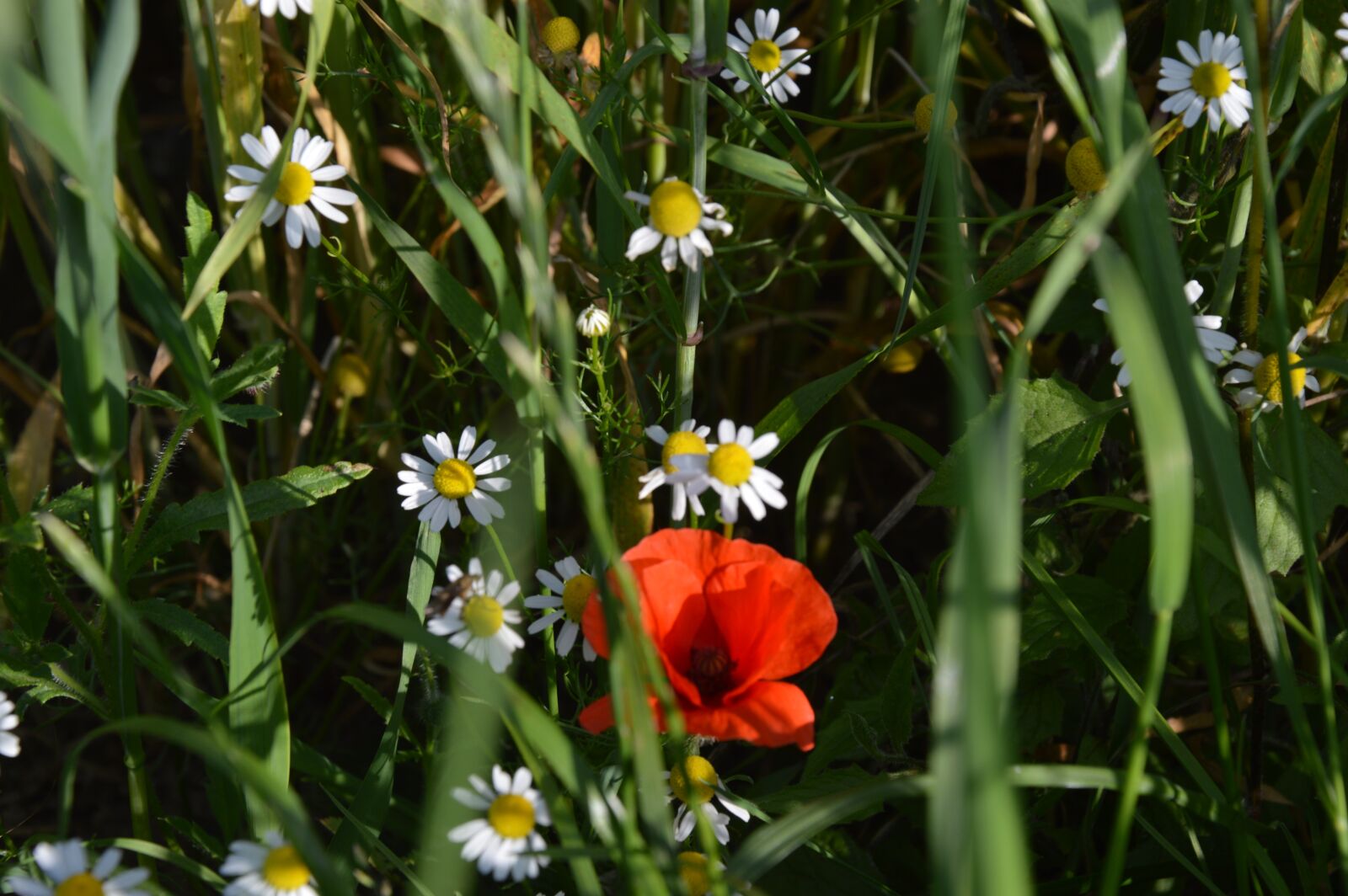 Nikon D3200 sample photo. Wildflowers, poppy, chamomile photography