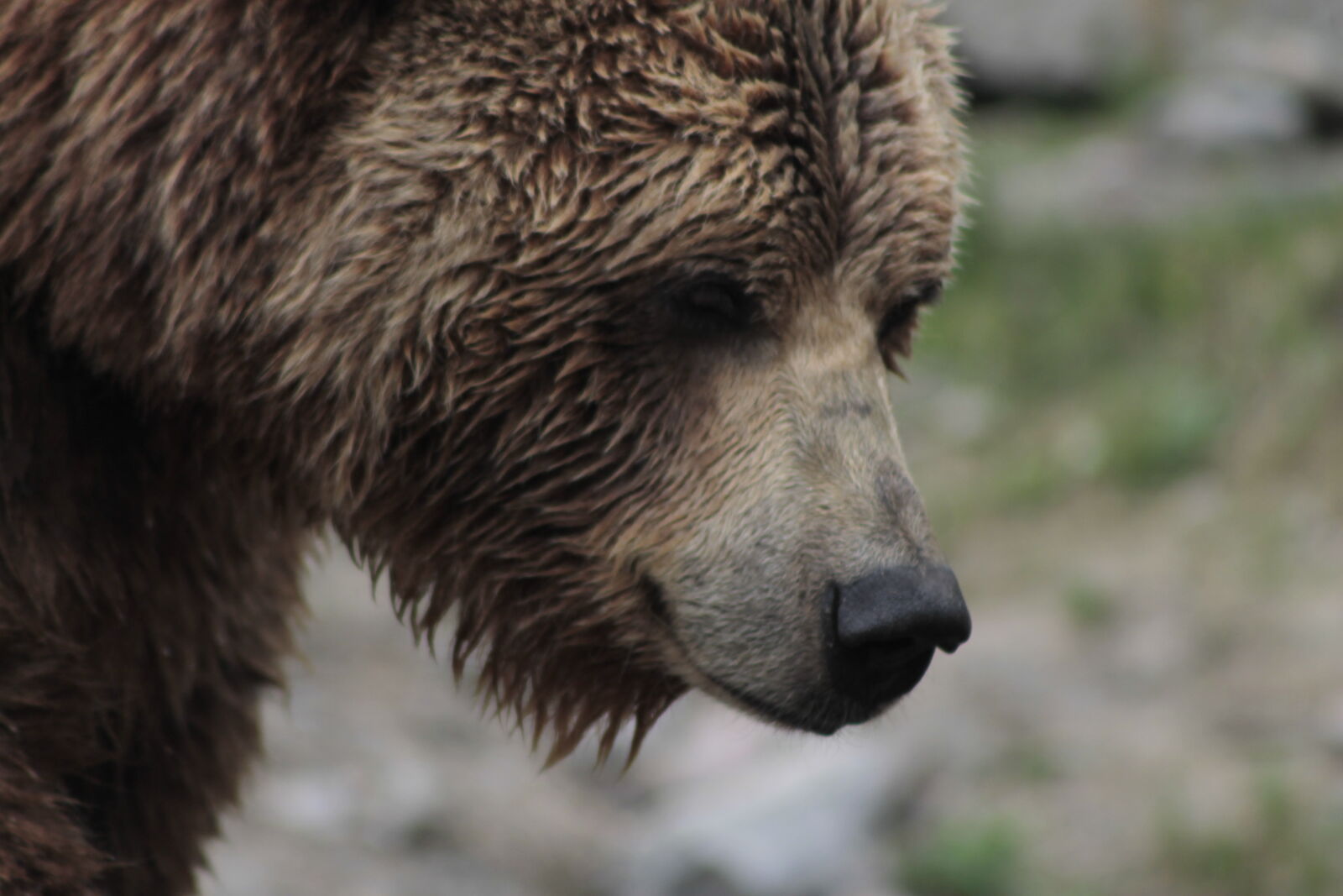Canon EOS 1100D (EOS Rebel T3 / EOS Kiss X50) sample photo. Bear, brown, bear photography